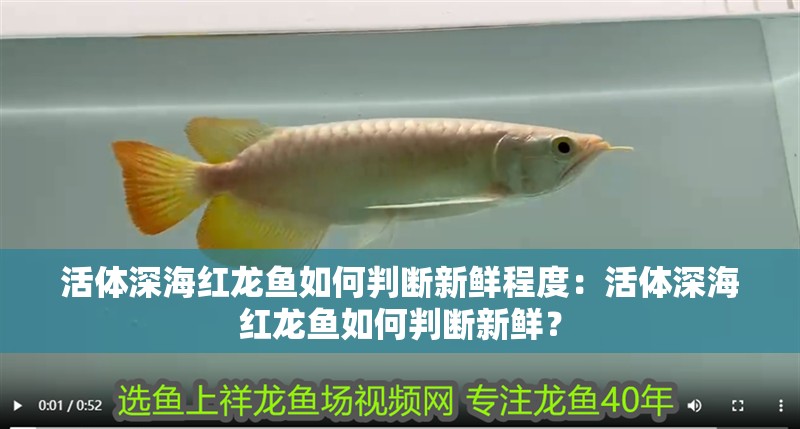 活體深海紅龍魚如何判斷新鮮程度：活體深海紅龍魚如何判斷新鮮？