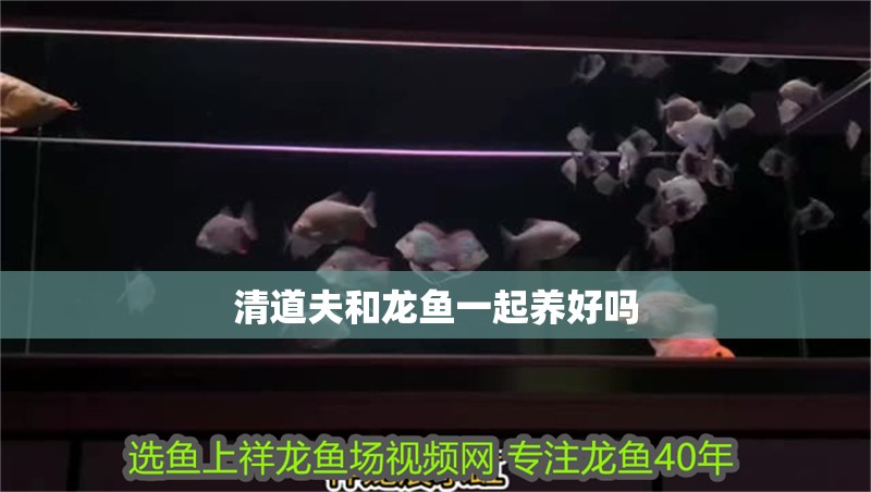 清道夫和龍魚一起養(yǎng)好嗎