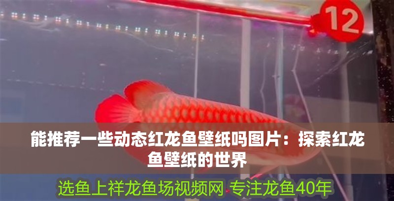 能推薦一些動態(tài)紅龍魚壁紙嗎圖片：探索紅龍魚壁紙的世界
