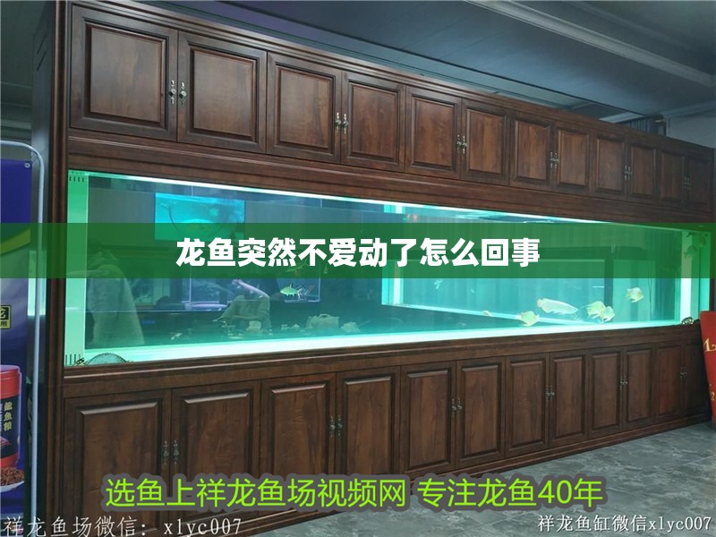 龍魚突然不愛動了怎么回事