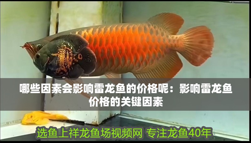 養(yǎng)龍魚的最佳水溫范圍是多少？：養(yǎng)龍魚最佳水溫范圍為24-29攝氏度