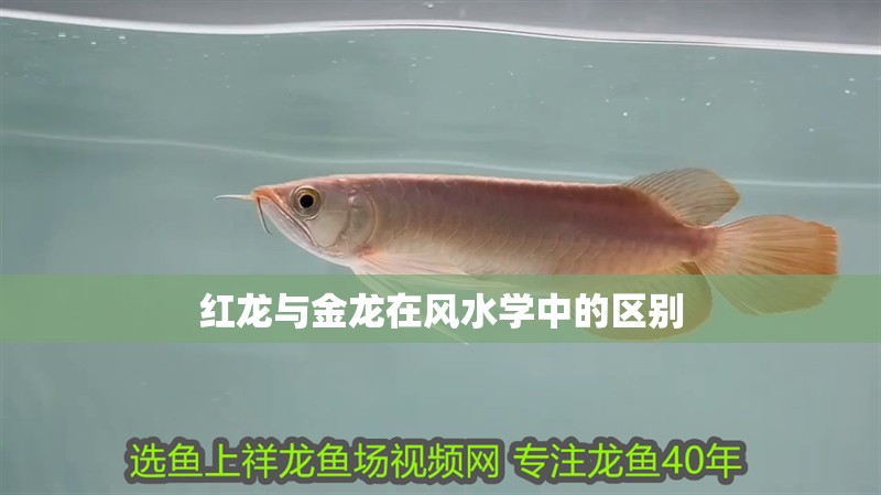 紅龍與金龍?jiān)陲L(fēng)水學(xué)中的區(qū)別