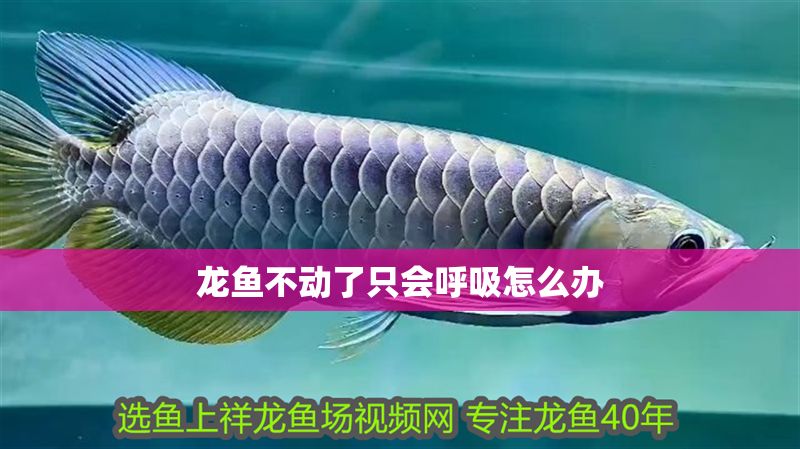 龍魚不動了只會呼吸怎么辦