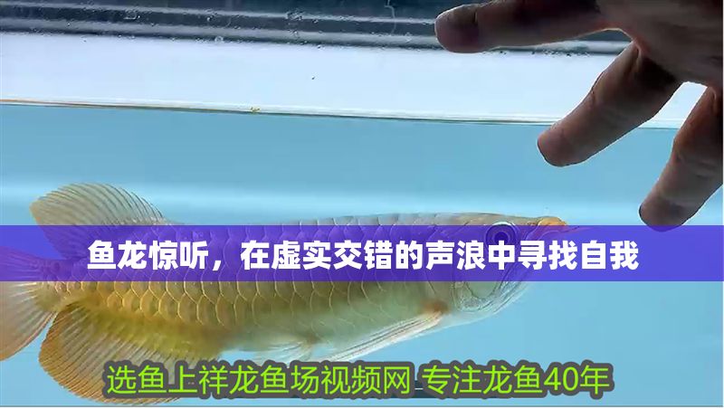 魚龍驚聽，在虛實交錯的聲浪中尋找自我
