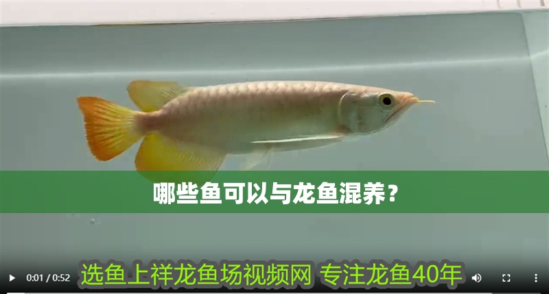 哪些魚可以與龍魚混養(yǎng)？