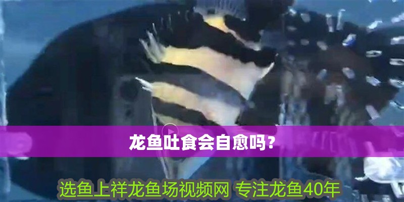 龍魚吐食會自愈嗎？