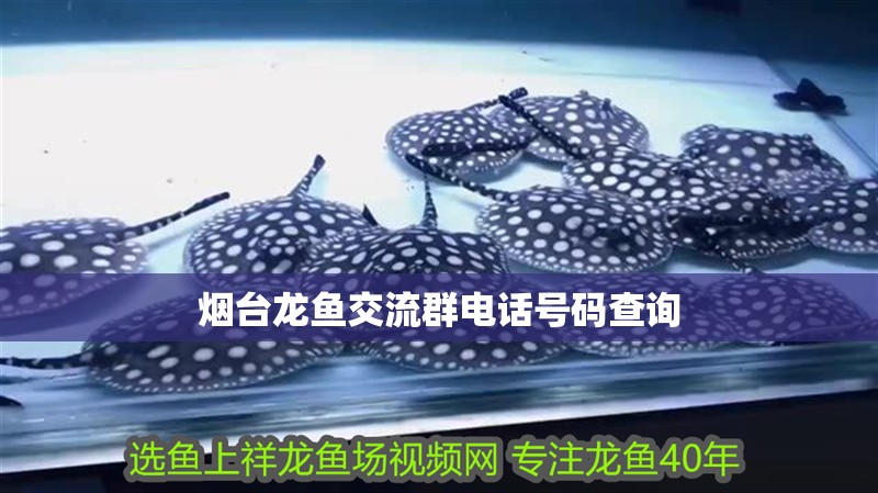 煙臺(tái)龍魚交流群電話號(hào)碼查詢