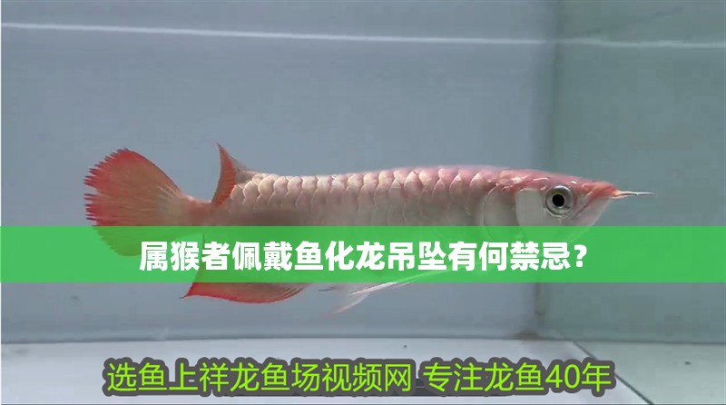 屬猴者佩戴魚化龍吊墜有何禁忌？