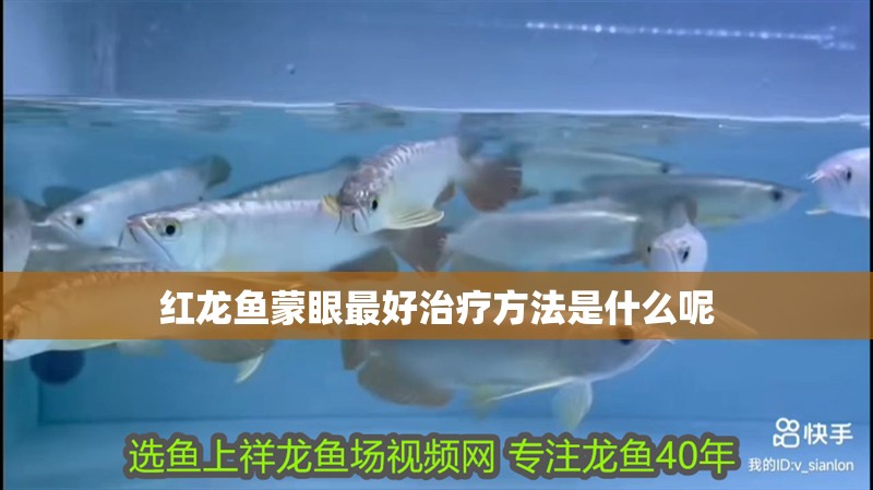 紅龍魚蒙眼最好治療方法是什么呢