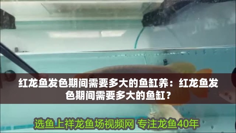 紅龍魚發(fā)色期間需要多大的魚缸養(yǎng)：紅龍魚發(fā)色期間需要多大的魚缸？