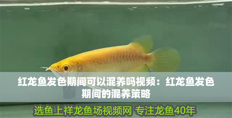紅龍魚發(fā)色期間可以混養(yǎng)嗎視頻：紅龍魚發(fā)色期間的混養(yǎng)策略