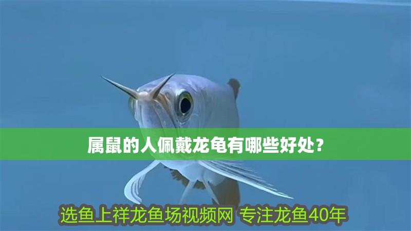 屬鼠的人佩戴龍龜有哪些好處？