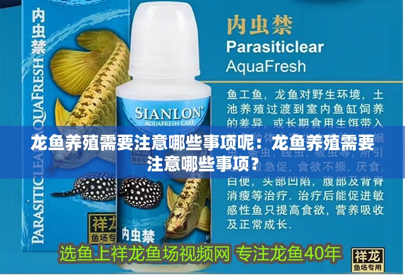 龍魚養殖需要注意哪些事項呢：龍魚養殖需要注意哪些事項？