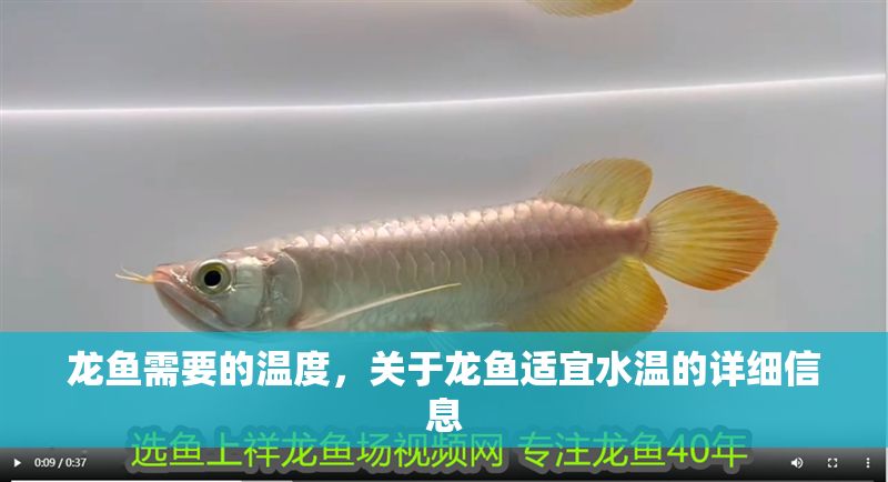 龍魚需要的溫度，關(guān)于龍魚適宜水溫的詳細(xì)信息