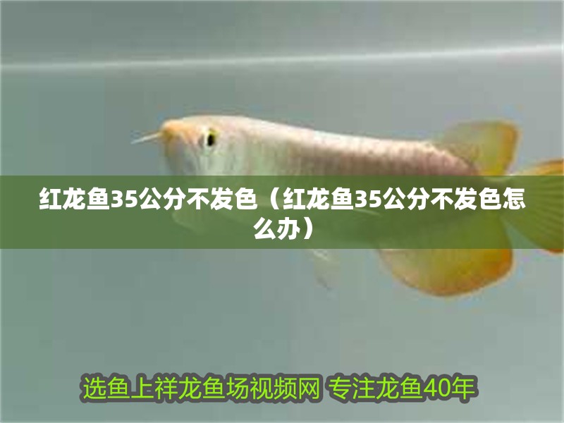 紅龍魚35公分不發色（紅龍魚35公分不發色怎么辦）
