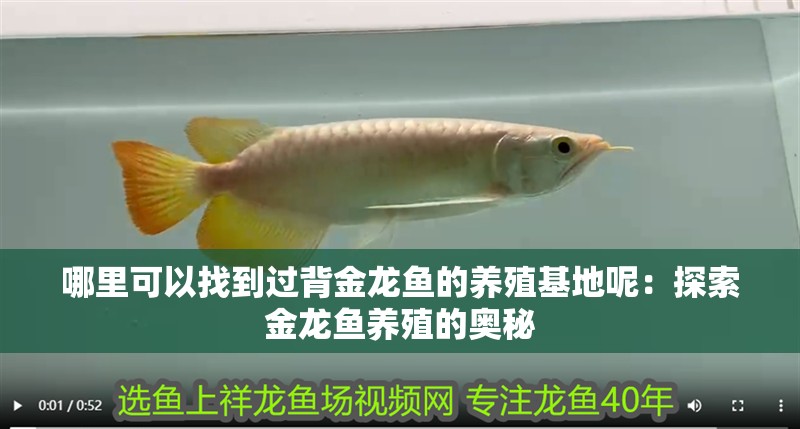 哪里可以找到過背金龍魚的養(yǎng)殖基地呢：探索金龍魚養(yǎng)殖的奧秘