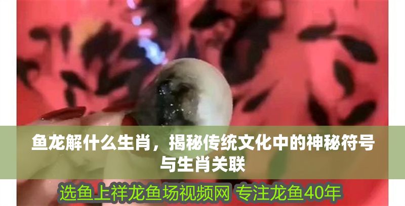 魚龍解什么生肖，揭秘傳統文化中的神秘符號與生肖關聯
