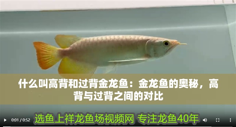 什么叫高背和過背金龍魚：金龍魚的奧秘，高背與過背之間的對比
