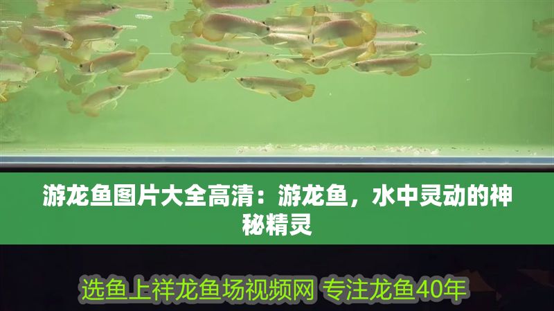 游龍魚圖片大全高清：游龍魚，水中靈動的神秘精靈