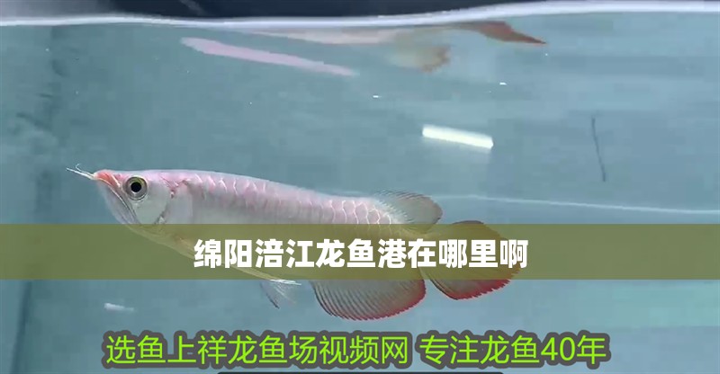 綿陽涪江龍魚港在哪里啊