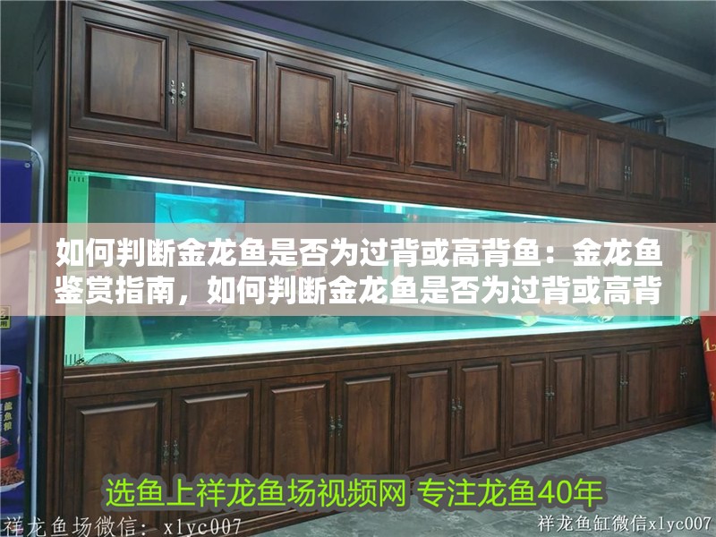 如何判斷金龍魚是否為過背或高背魚：金龍魚鑒賞指南，如何判斷金龍魚是否為過背或高背