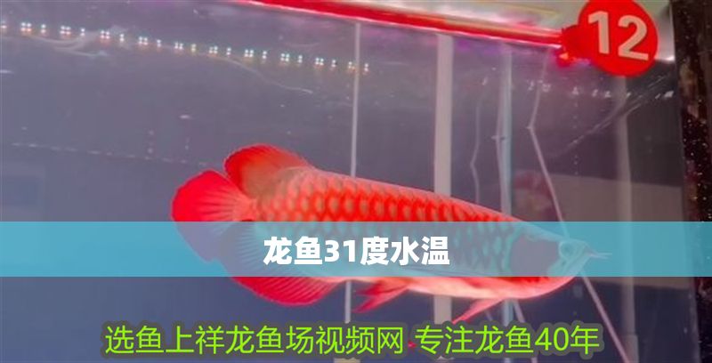 龍魚31度水溫