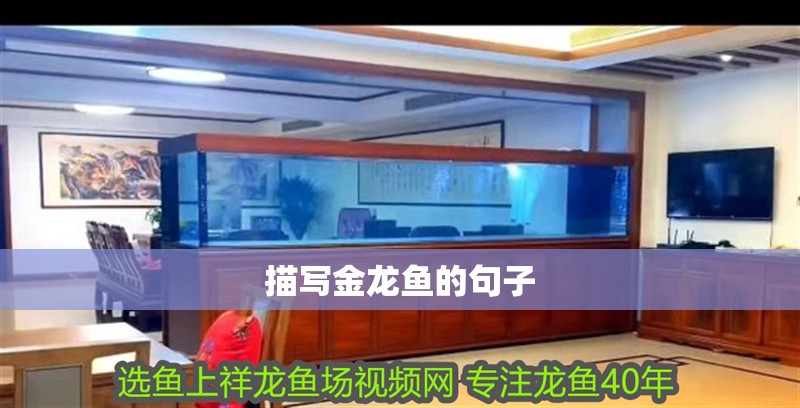 描寫金龍魚的句子