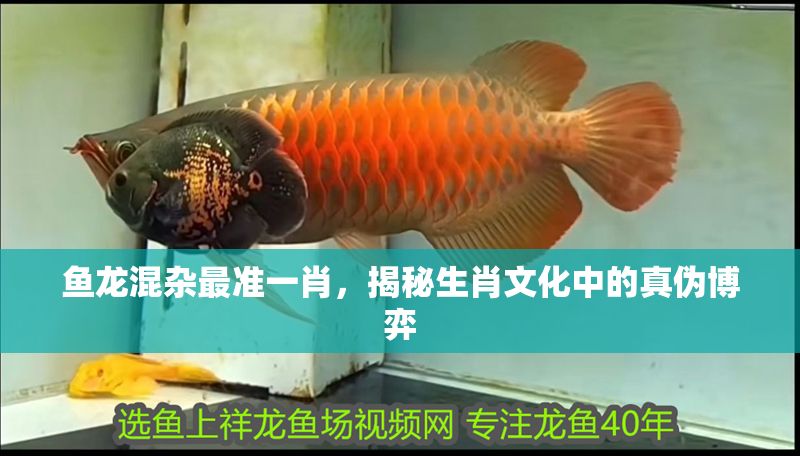 魚龍混雜最準(zhǔn)一肖，揭秘生肖文化中的真?zhèn)尾┺? title=