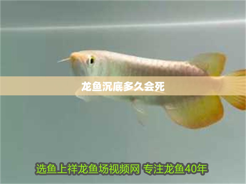 龍魚沉底多久會死