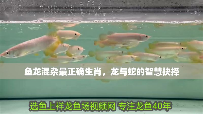 魚龍混雜最正確生肖，龍與蛇的智慧抉擇