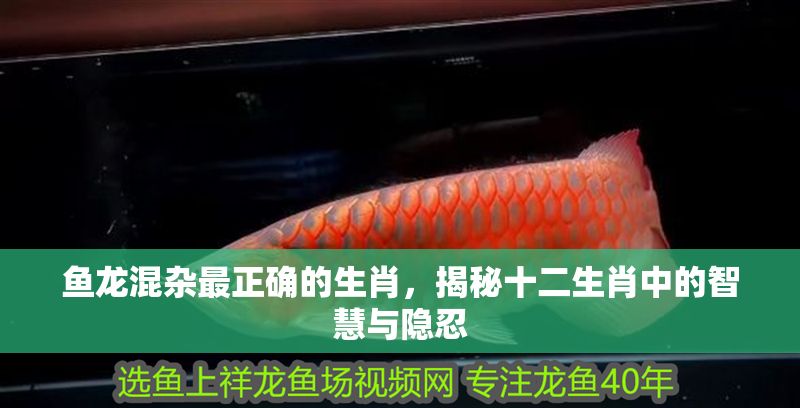 魚龍混雜最正確的生肖,揭秘十二生肖中的智慧與隱忍 龍魚百科 第1張 魚龍混雜最正確的生肖,揭秘十二生肖中的智慧與隱忍 魚龍混雜最正確的生肖,揭秘十二生肖中的智慧與隱忍 龍魚百科 第1張
