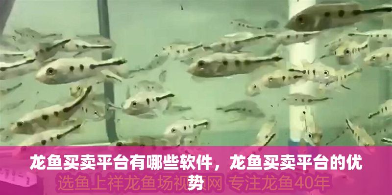 龍魚買賣平臺有哪些軟件，龍魚買賣平臺的優勢