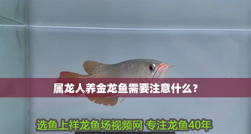 屬龍人養金龍魚需要注意什么？