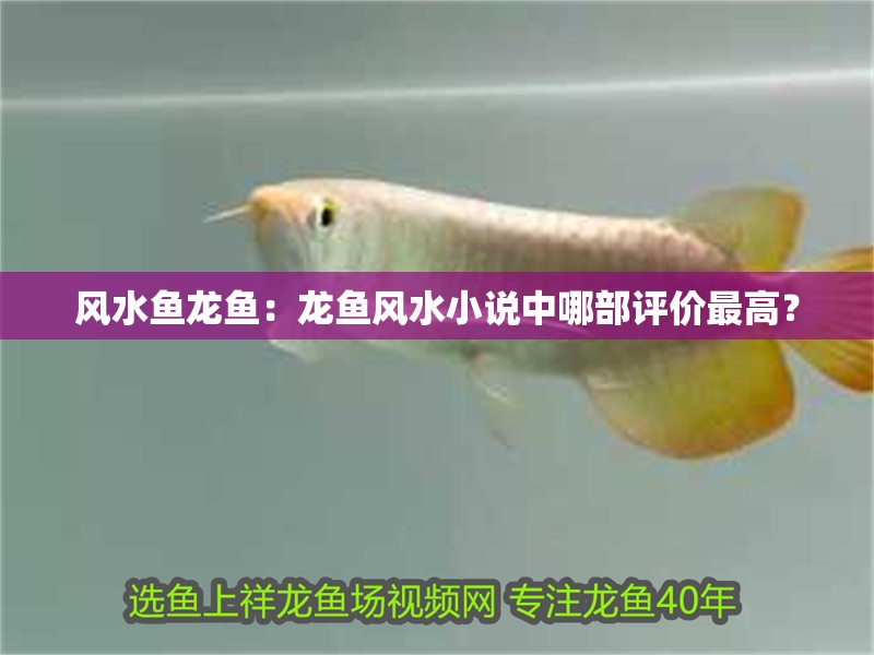 風水魚龍魚：龍魚風水小說中哪部評價最高？