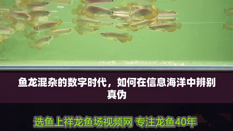 魚龍混雜的數字時代，如何在信息海洋中辨別真偽