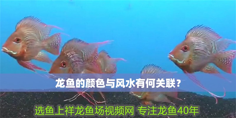 龍魚的顏色與風水有何關聯？