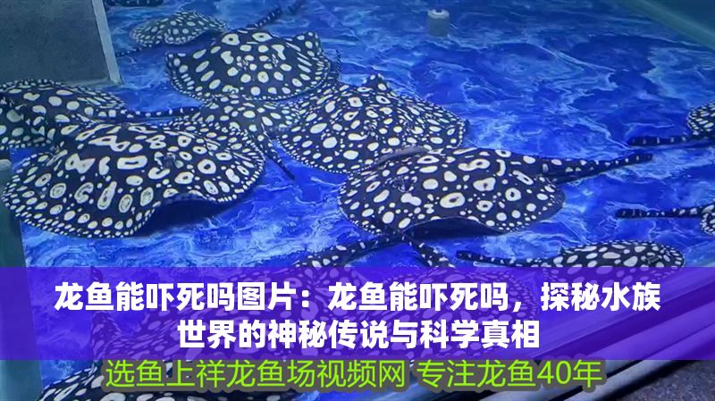 龍魚能嚇死嗎圖片：龍魚能嚇死嗎，探秘水族世界的神秘傳說與科學真相