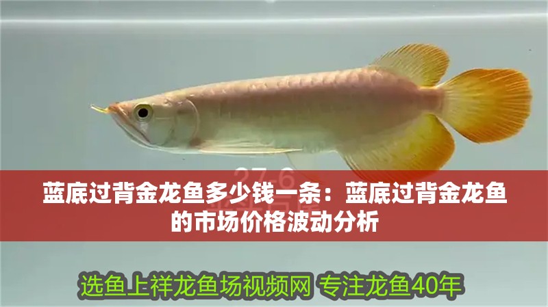 藍底過背金龍魚多少錢一條：藍底過背金龍魚的市場價格波動分析