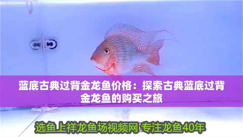 藍底古典過背金龍魚價格：探索古典藍底過背金龍魚的購買之旅