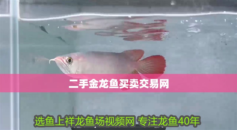 玻璃做魚缸怎么粘才牢固:如何自制玻璃魚缸 二手金龍魚買賣交易網 龍魚百科 二手金龍魚買賣交易網 二手金龍魚買賣交易網 龍魚百科