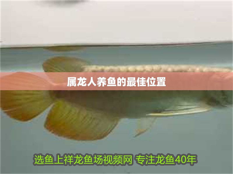 屬龍人養(yǎng)魚的最佳位置