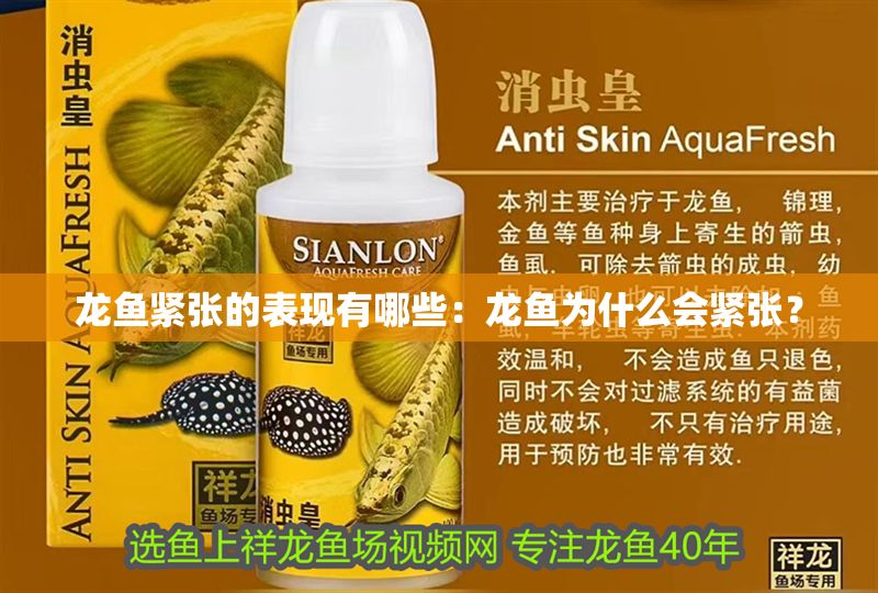 龍魚緊張的表現(xiàn)有哪些：龍魚為什么會緊張？