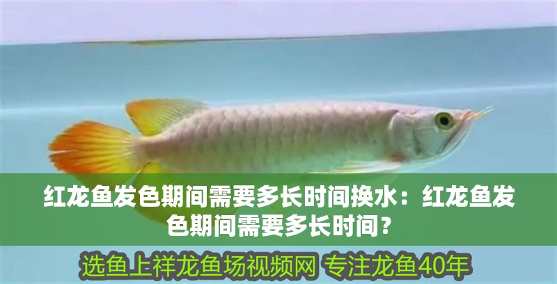 紅龍魚發色期間需要多長時間換水：紅龍魚發色期間需要多長時間？