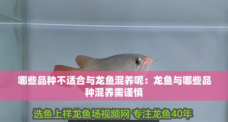 龍魚怎么出狀態(tài)：養(yǎng)龍魚的過程中如何讓龍魚展現(xiàn)出最佳狀態(tài)是一項重要的技能