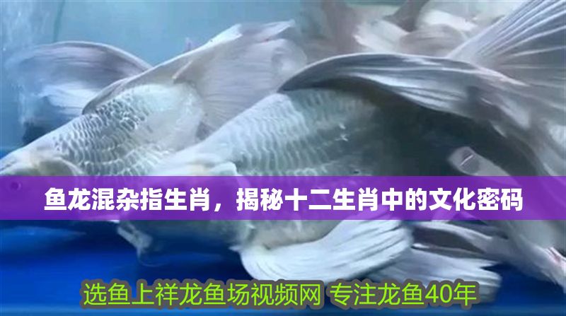魚龍混雜指生肖，揭秘十二生肖中的文化密碼