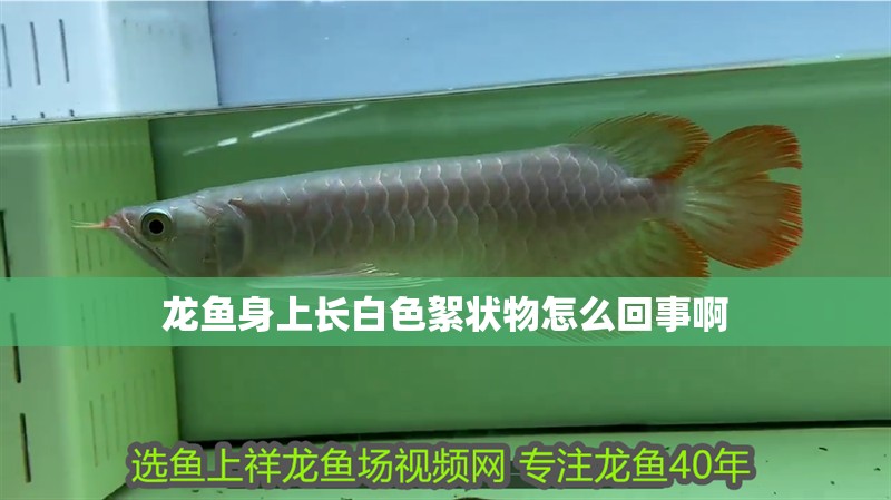 龍魚身上長白色絮狀物怎么回事啊