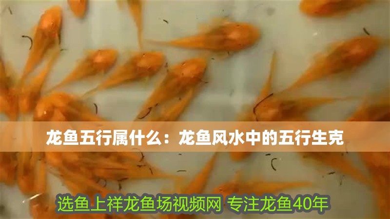 龍魚五行屬什么：龍魚風水中的五行生克