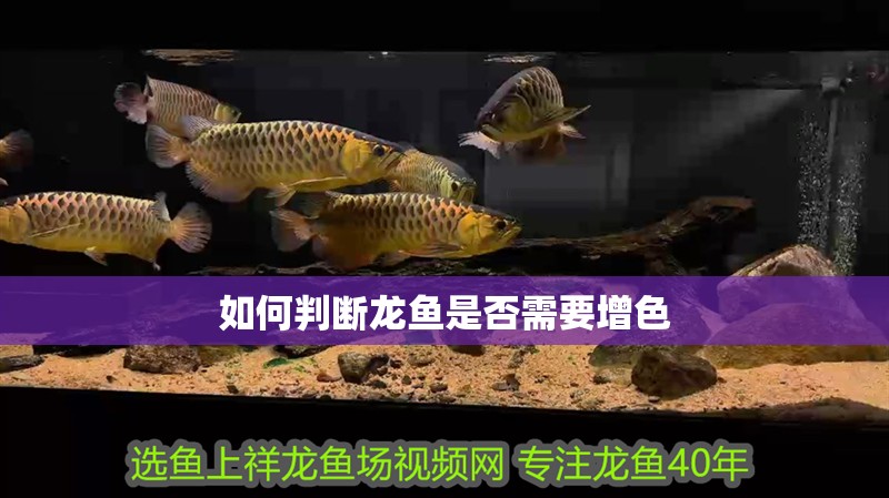如何判斷龍魚是否需要增色