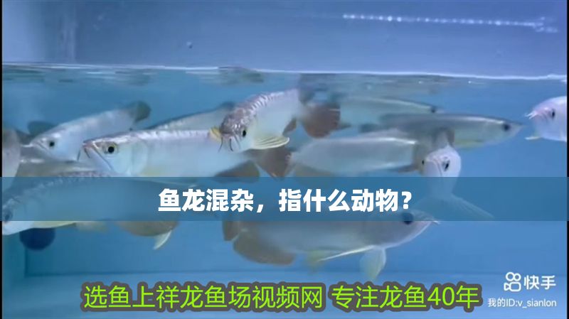 魚龍混雜，指什么動物？
