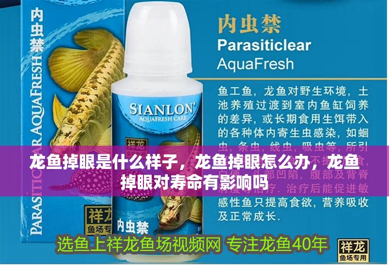 龍魚掉眼是什么樣子，龍魚掉眼怎么辦，龍魚掉眼對(duì)壽命有影響嗎